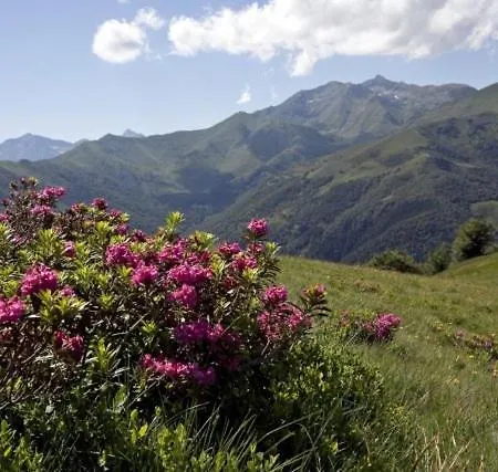 Rosa Di Monte- Oasi Zegna * Bielmonte
